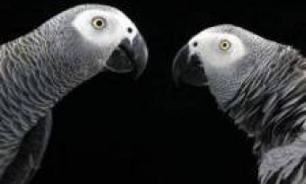 African parrots help each other like humans
