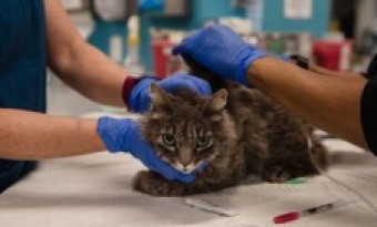 Corona diagnosed in two pet cats for the first time in New York