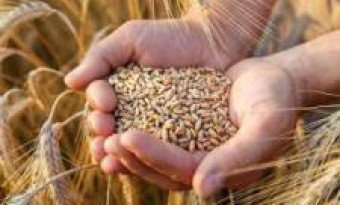 Despite the ban, the export of wheat and flour Issue Still Unsolved