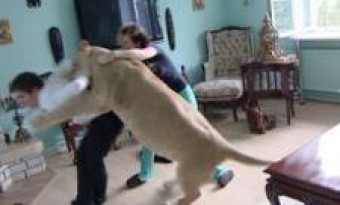 lion attacks his own guard at Karachi Zoo