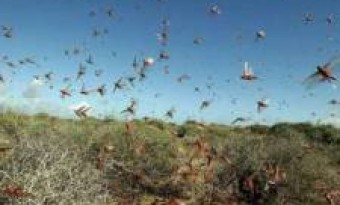 PPP Criticizes federal government's negligence on grasshopper attacks in Sindh