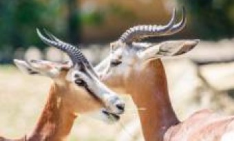 Rahim Yar Khan's deputy commissioner's dispute over 'illegal poaching'