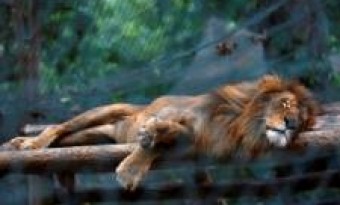 The zoo Lion in New York is also a victim of the Coronavirus