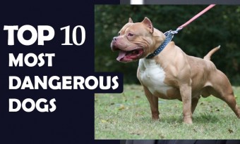 Top 10 Most Dangerous Dogs in the World