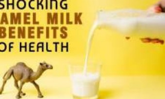What diseases can be cured by drinking camel's milk?