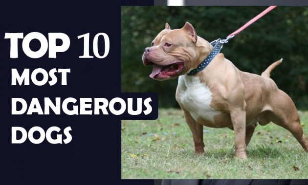 top-10-most-dangerous-dogs-in-the-world