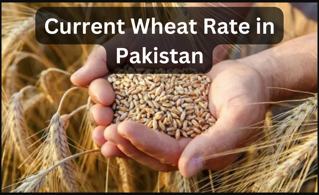 Current Wheat Rate in Pakistan for 2024 | Today’s Wheat Price